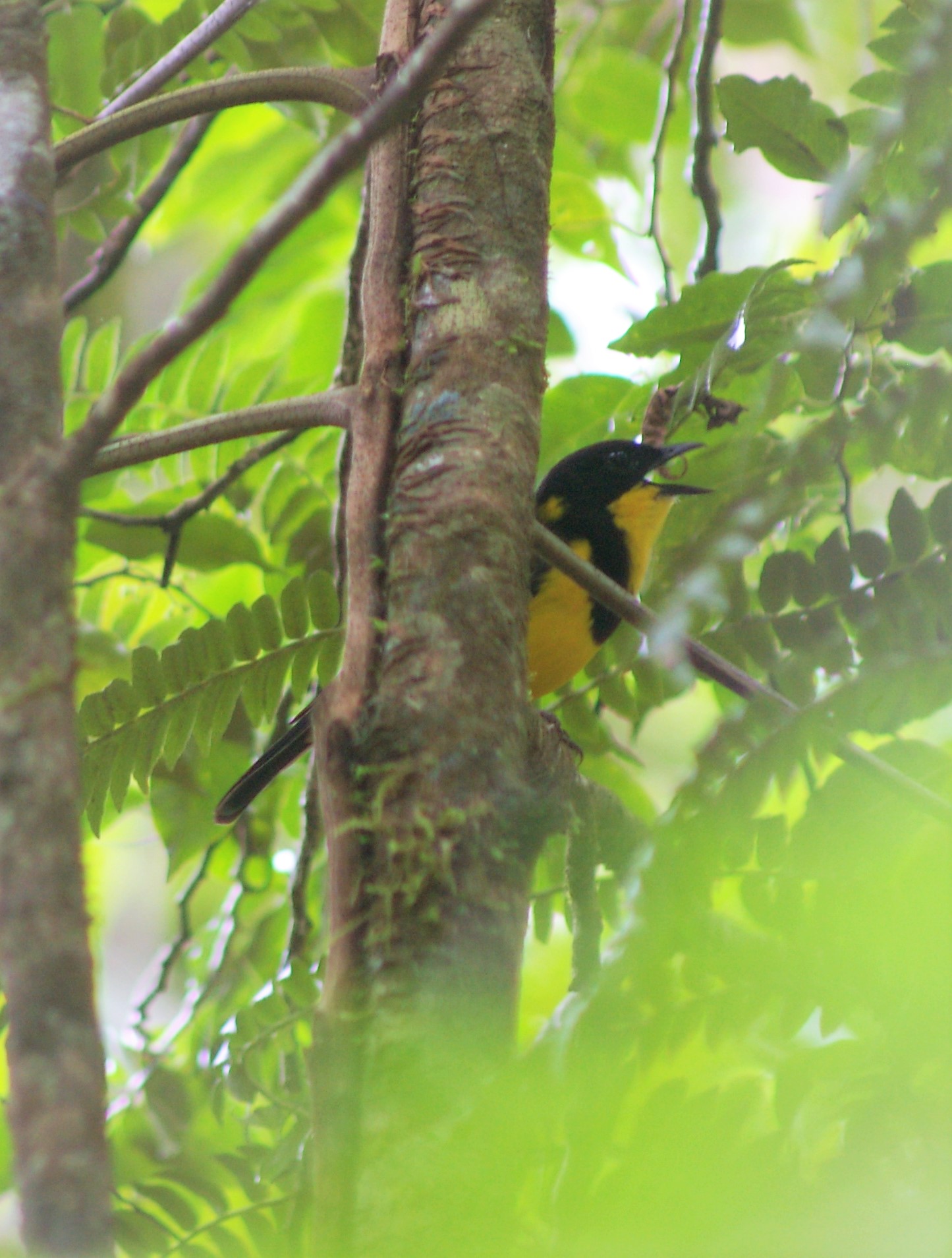 Taveuni Golden Whistler (Pachycephala pectoralis torquata)