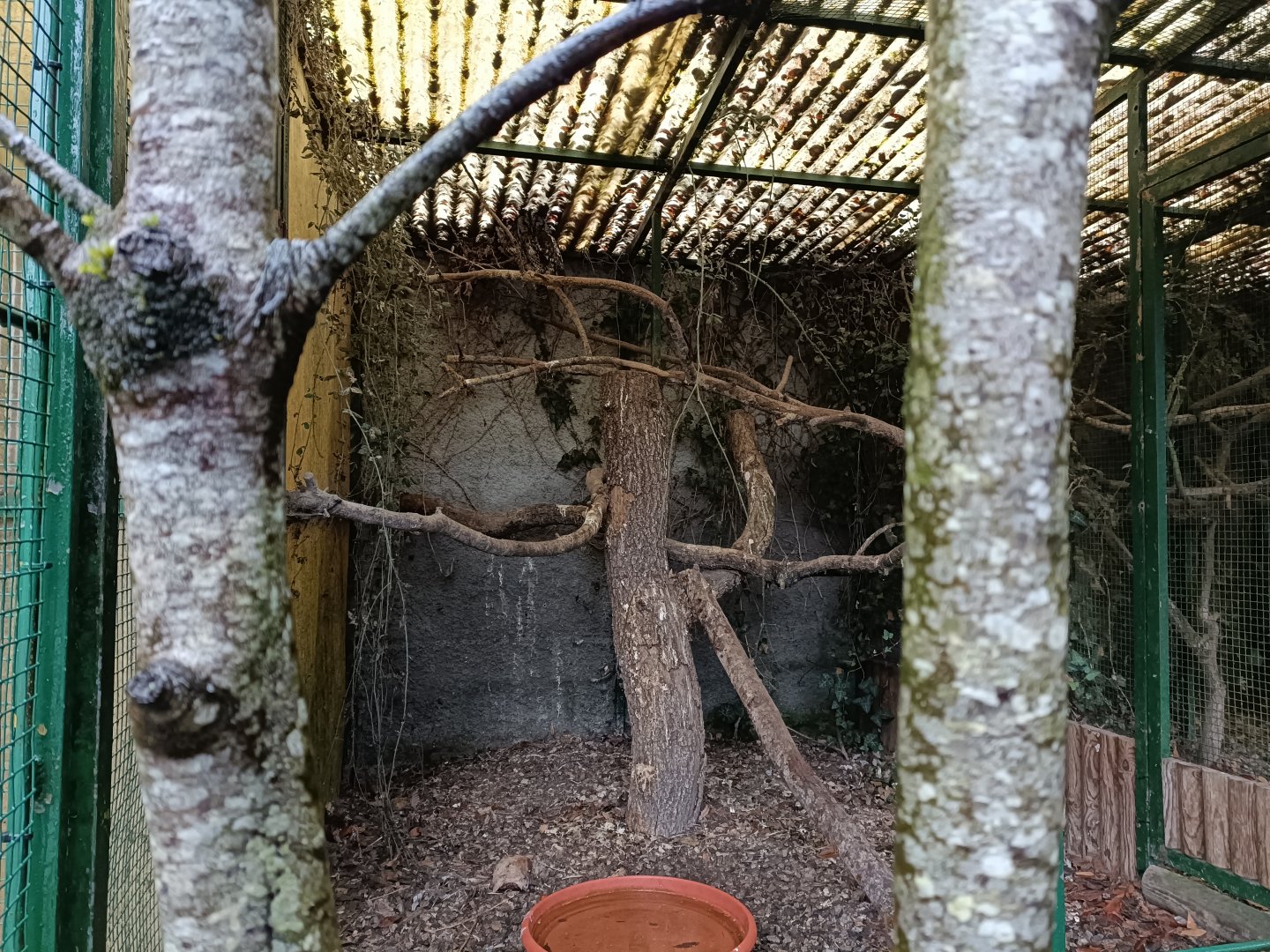 Tawni owl exhibit - Avifauna Lugo