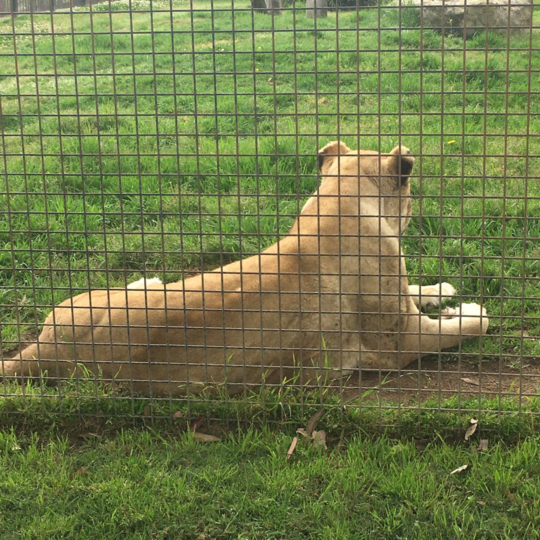 Tawny African Lioness
