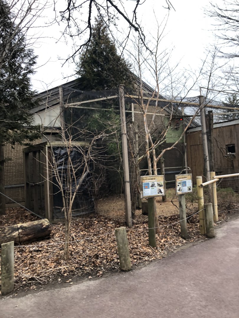 Tawny and Kookaburra Cage - Feb, 2020