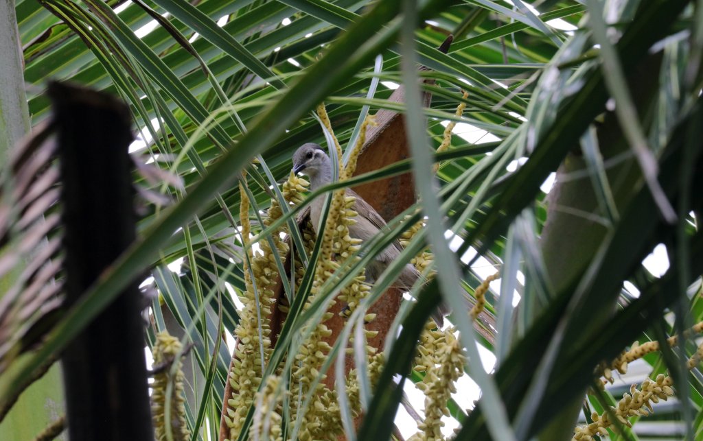 Tawny-breasted Honeyeater