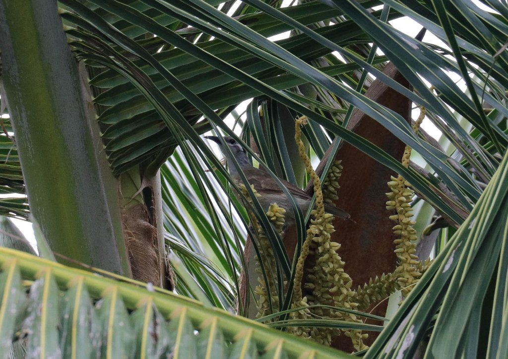 Tawny-breasted Honeyeater