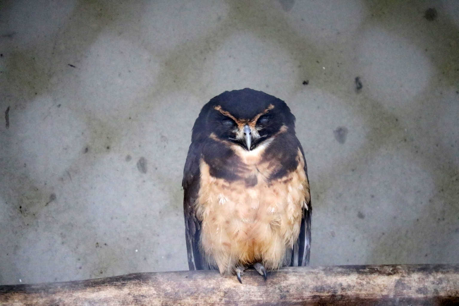 Tawny-browed owl, April 2016