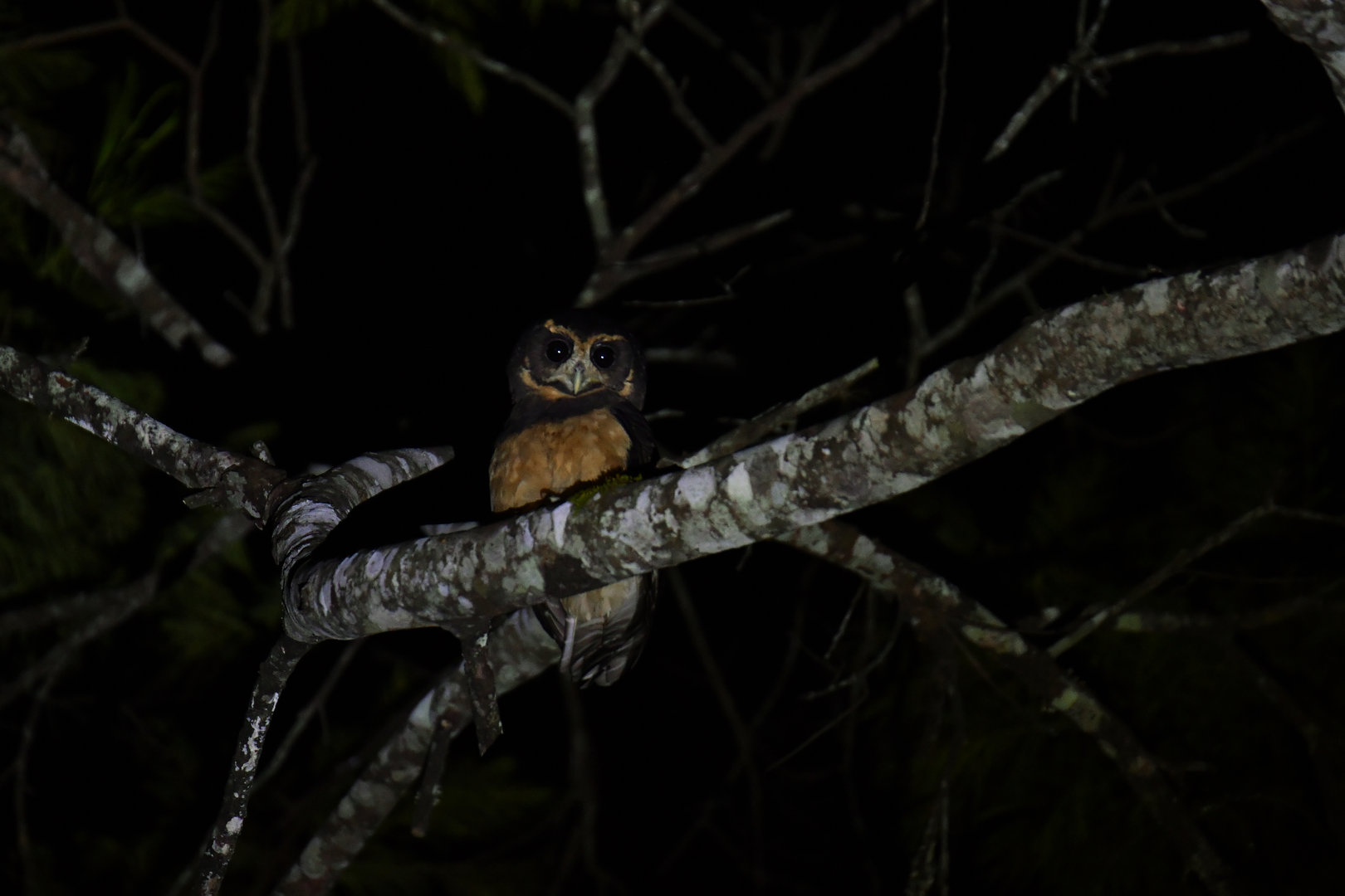 Tawny-browed Owl Pulsatrix koeniswaldiana
