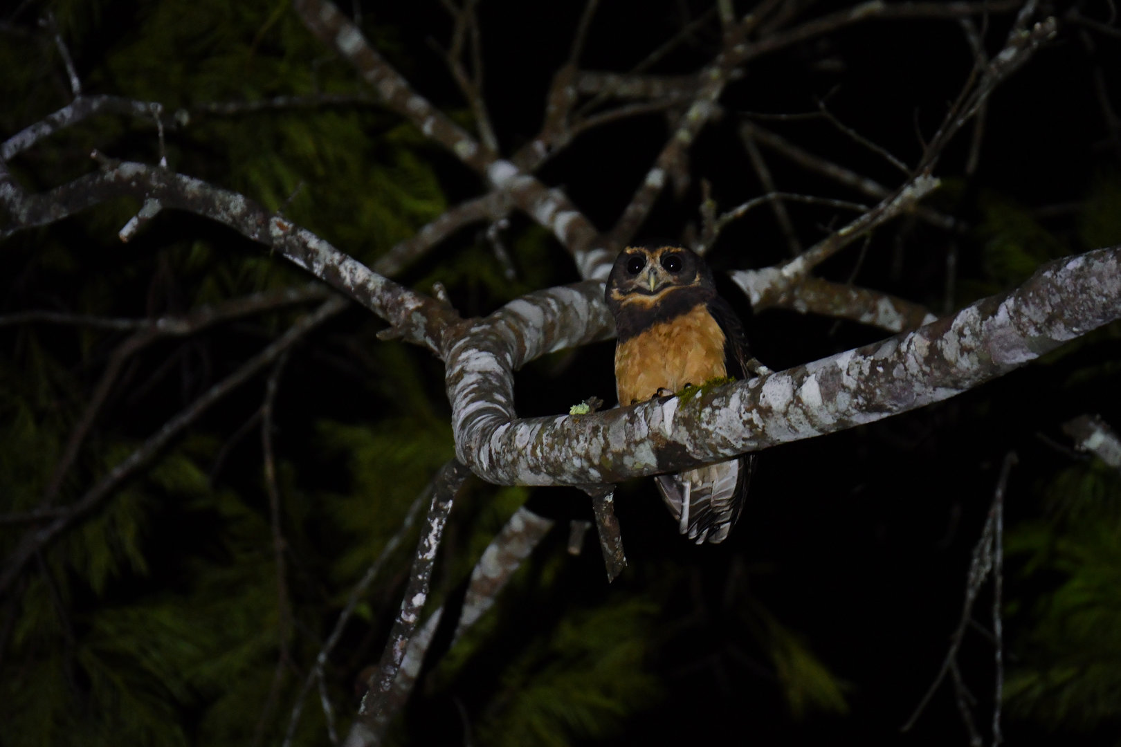 Tawny-browed Owl Pulsatrix koeniswaldiana