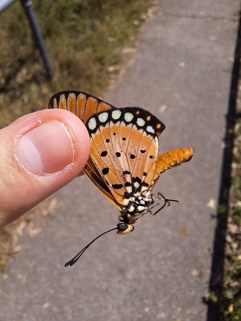 Tawny Coster (Acraea terpiscore)