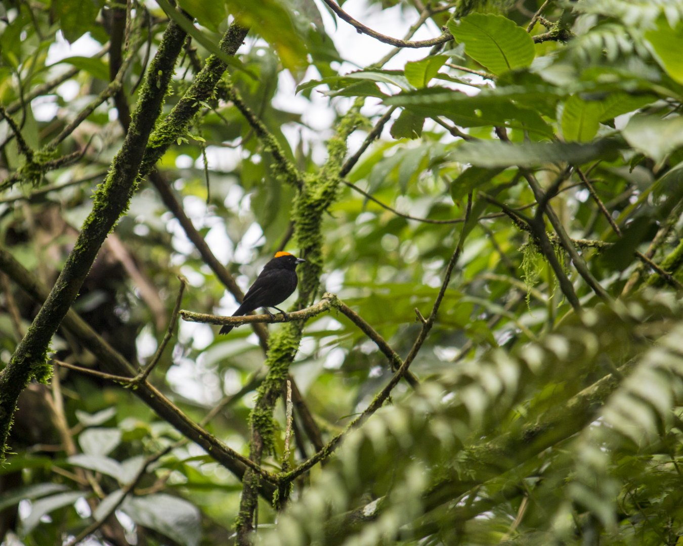 Tawny-crested tanager, Tachyphonus delatrii