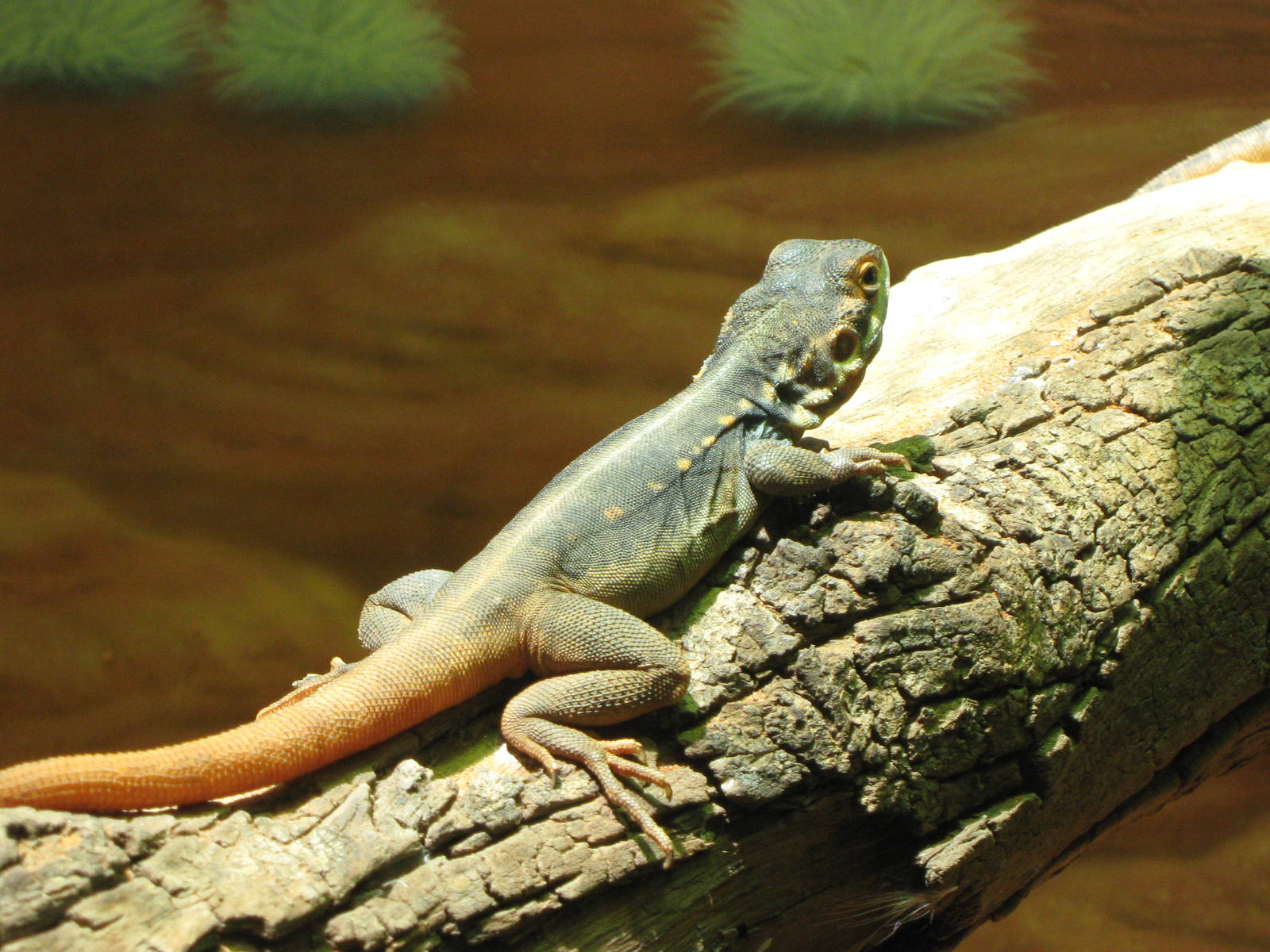 tawny crevice dragon (Ctenophorus decresii)