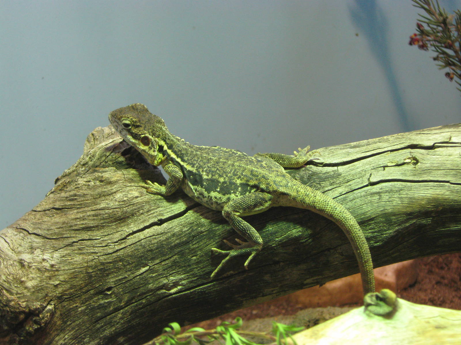 Tawny crevice dragon (Ctenophorus decresii)