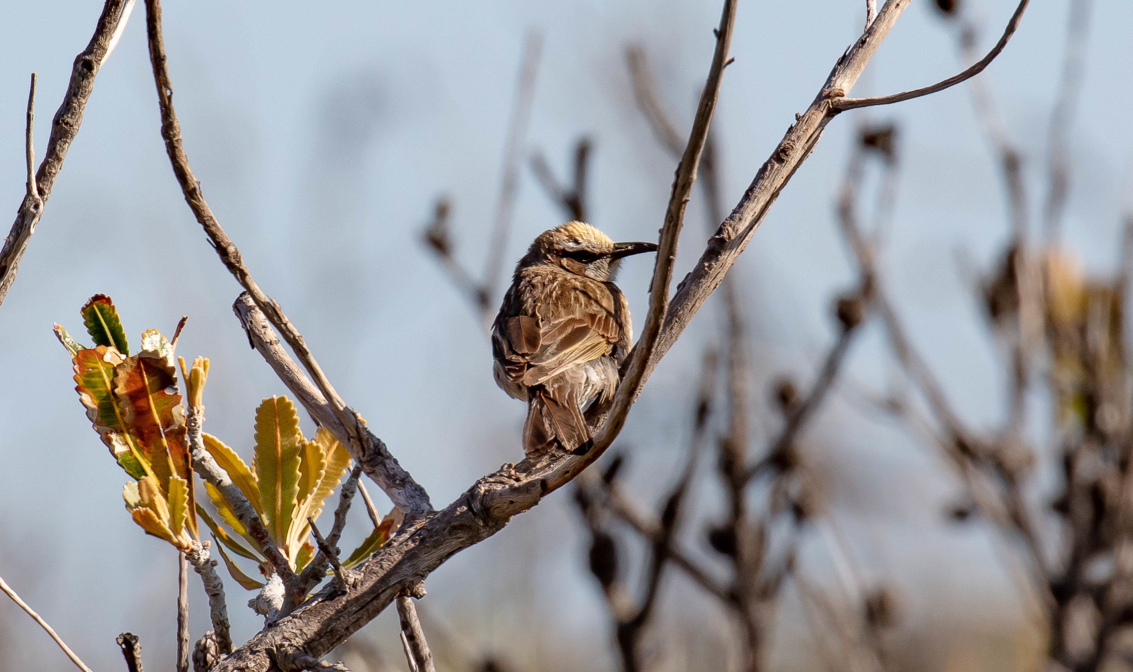 Tawny-crowned Honeyeater
