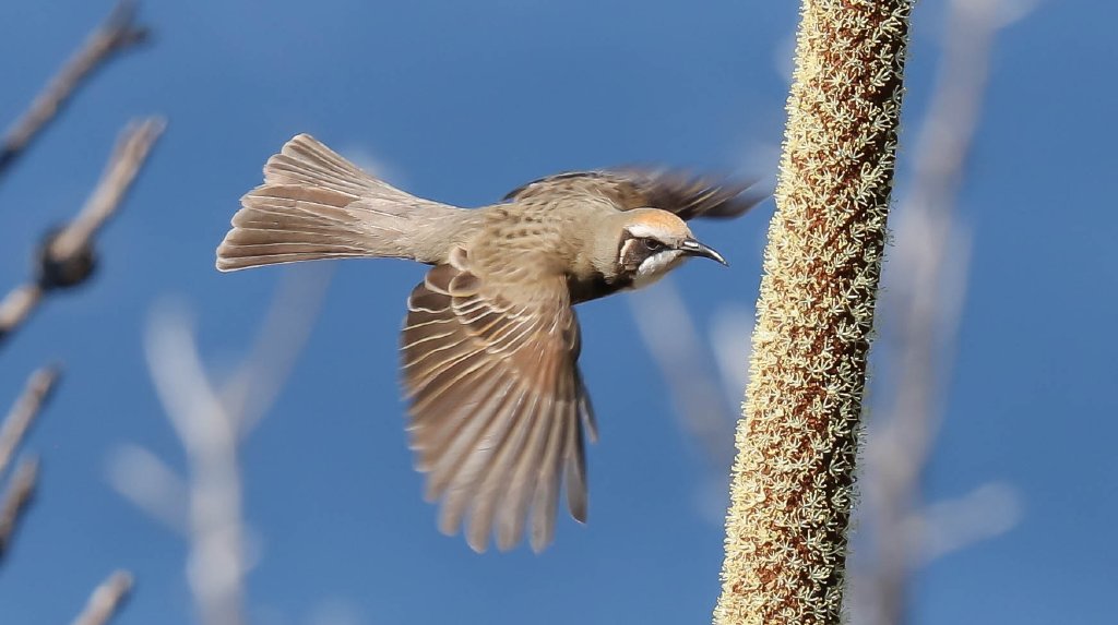 Tawny-crowned Honeyeater