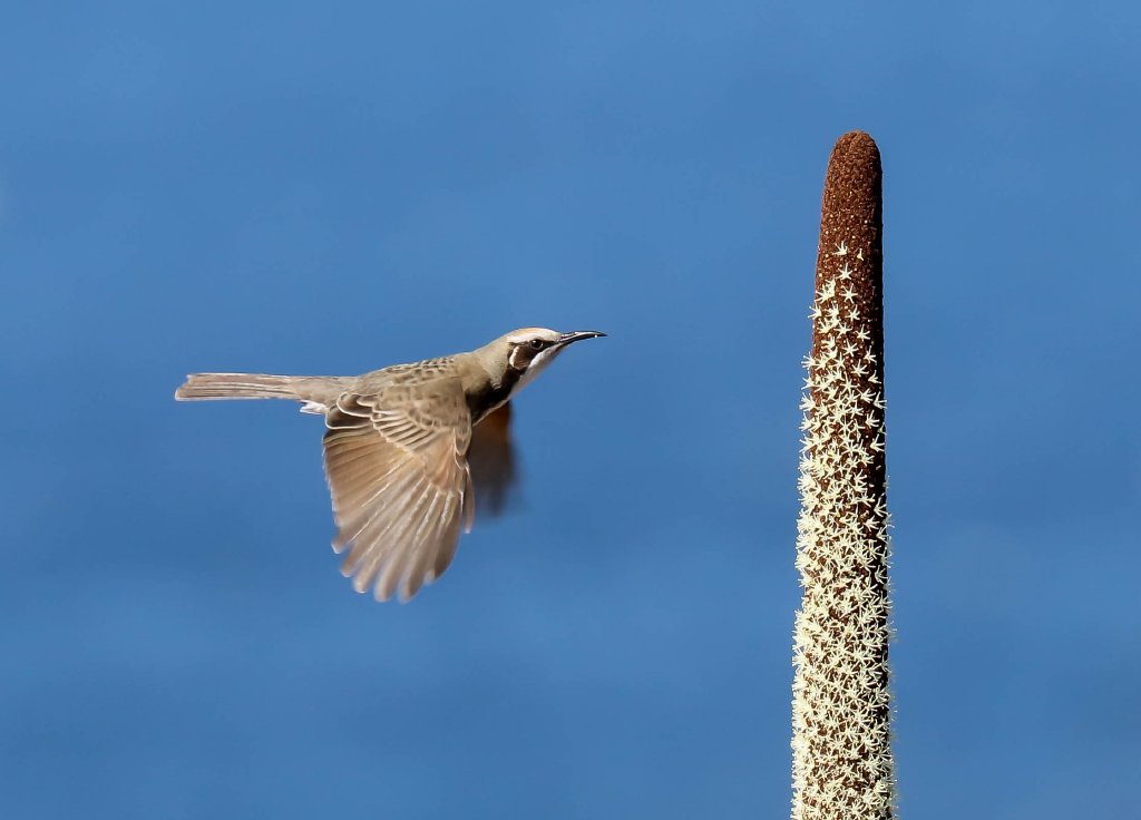 Tawny-crowned Honeyeater