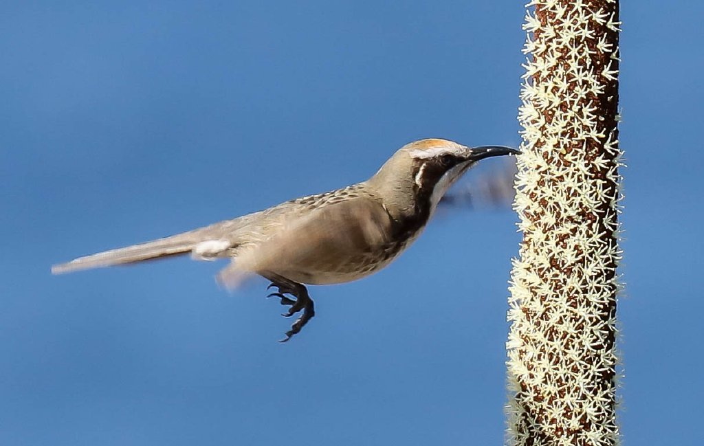 Tawny-crowned Honeyeater