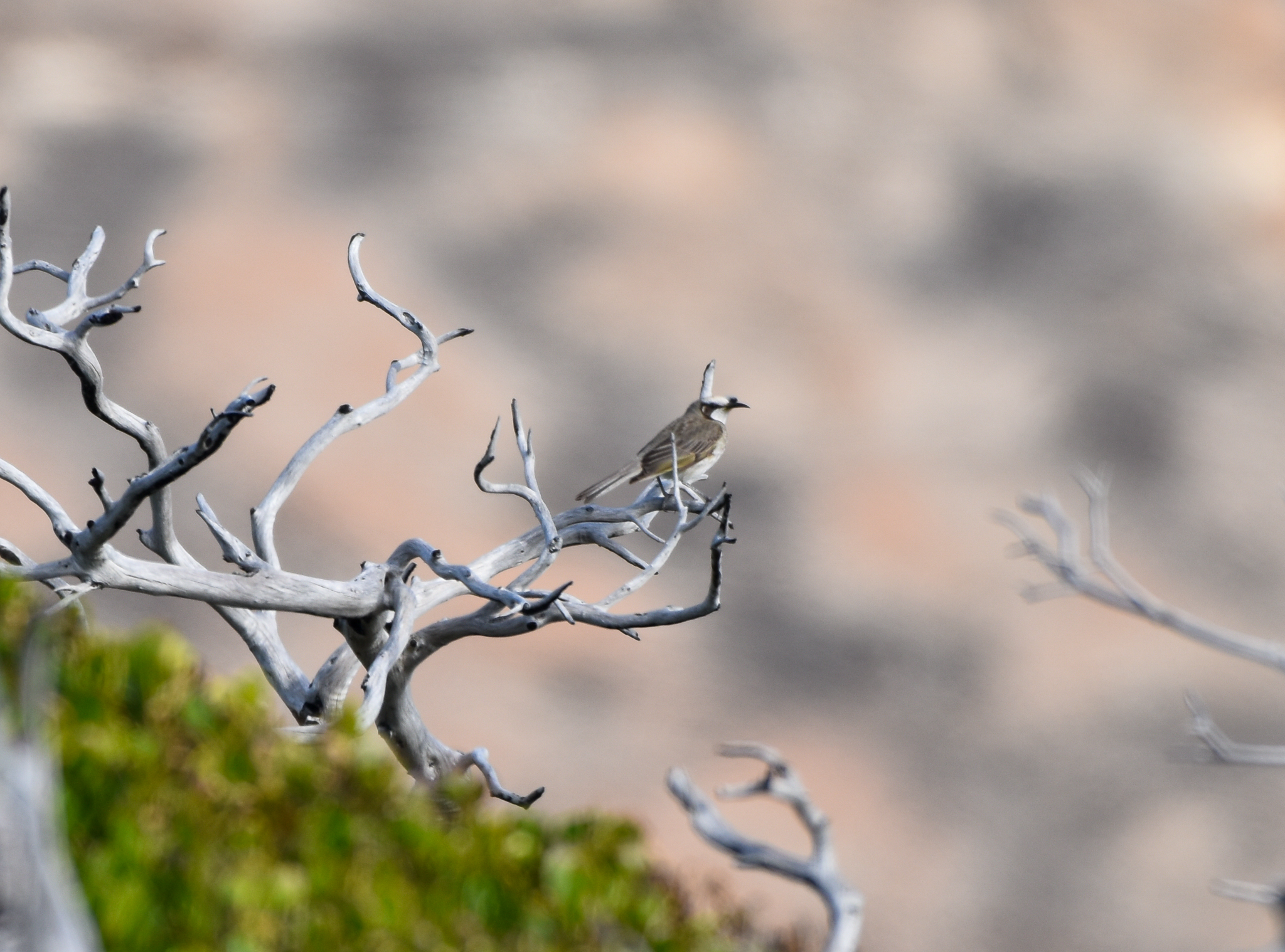 Tawny-crowned Honeyeater