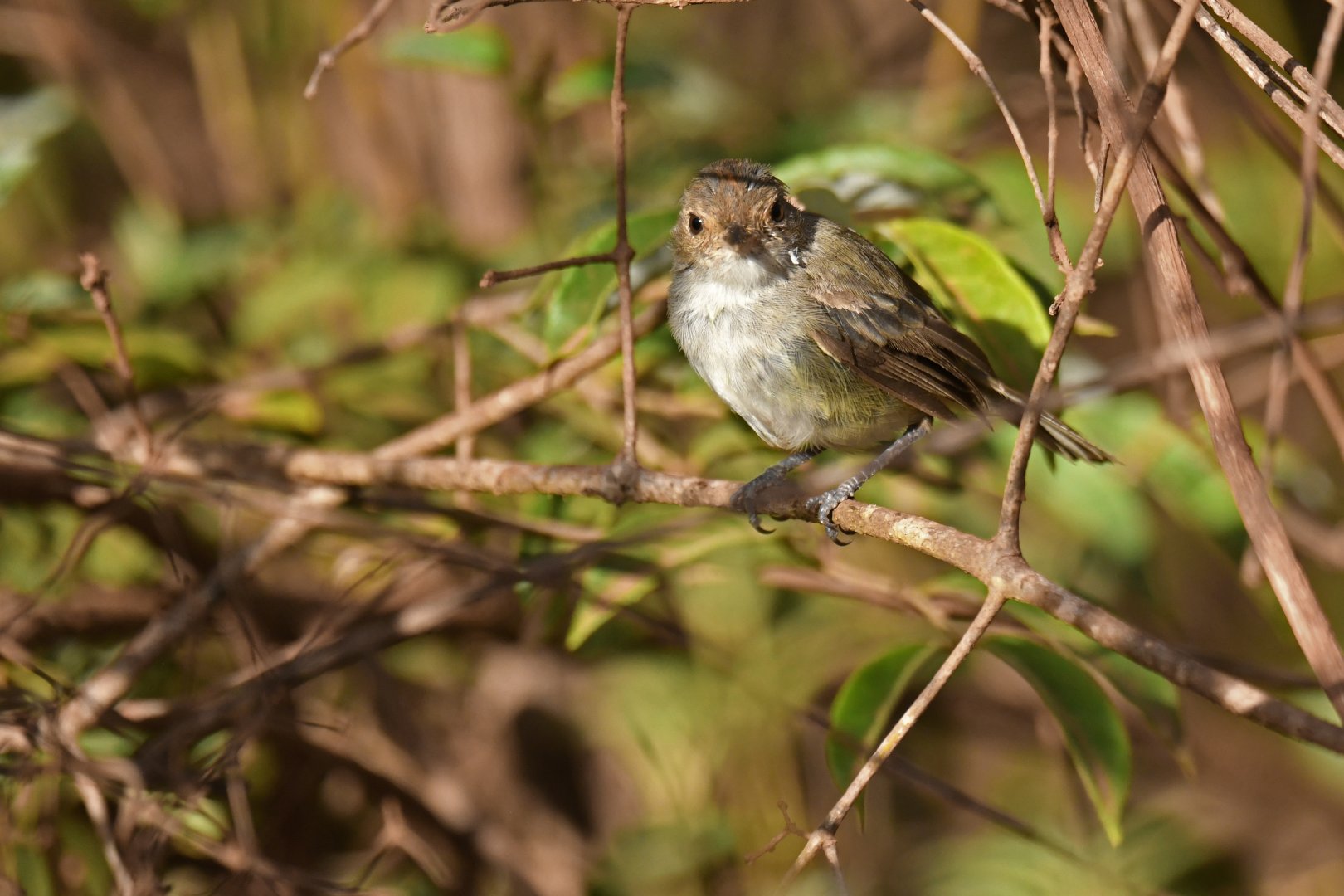 Tawny-crowned Scrub-Tyrant Euscarthmus meloryphus
