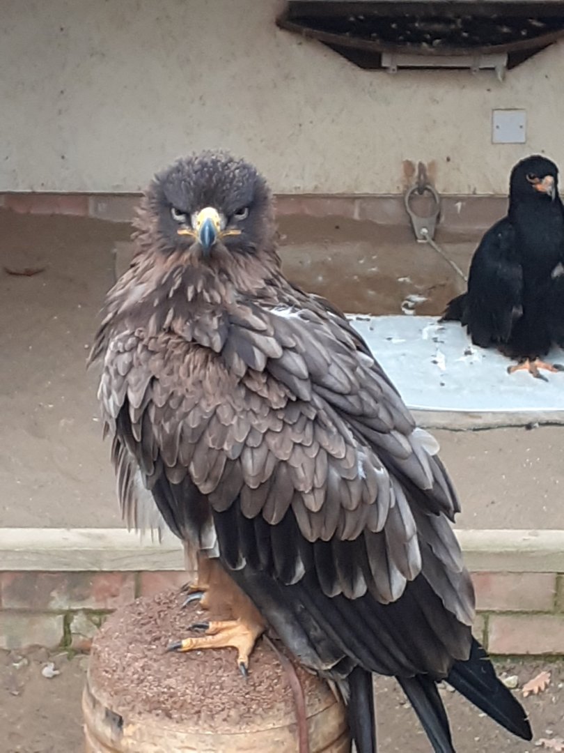 Tawny eagle and verreaux's eagle in background