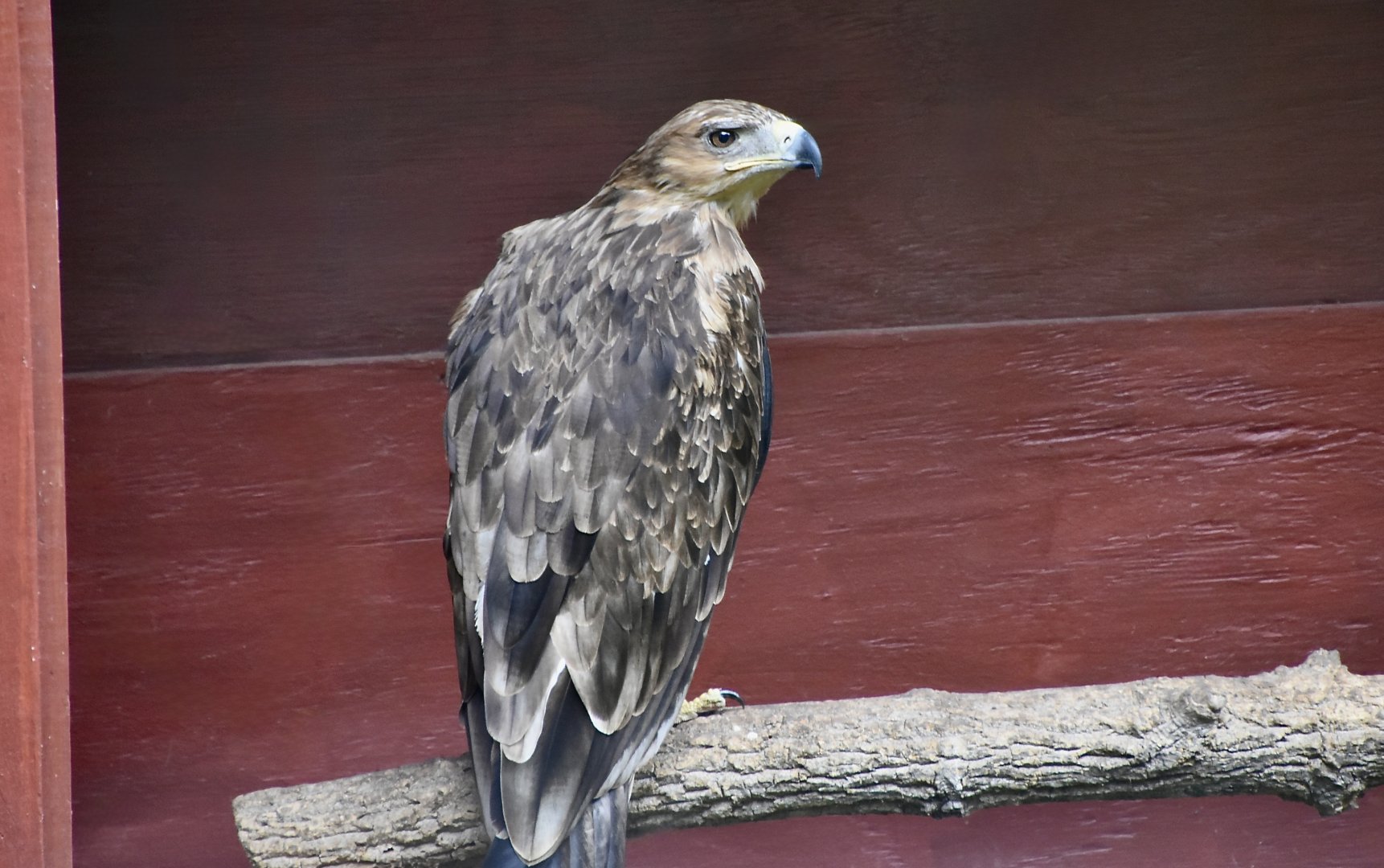 Tawny Eagle (Aquila rapax) - "Diablo"