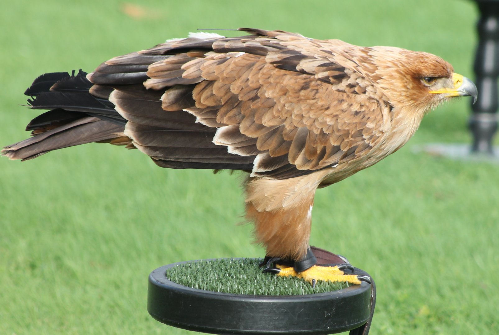 Tawny eagle  - Aquila rapax