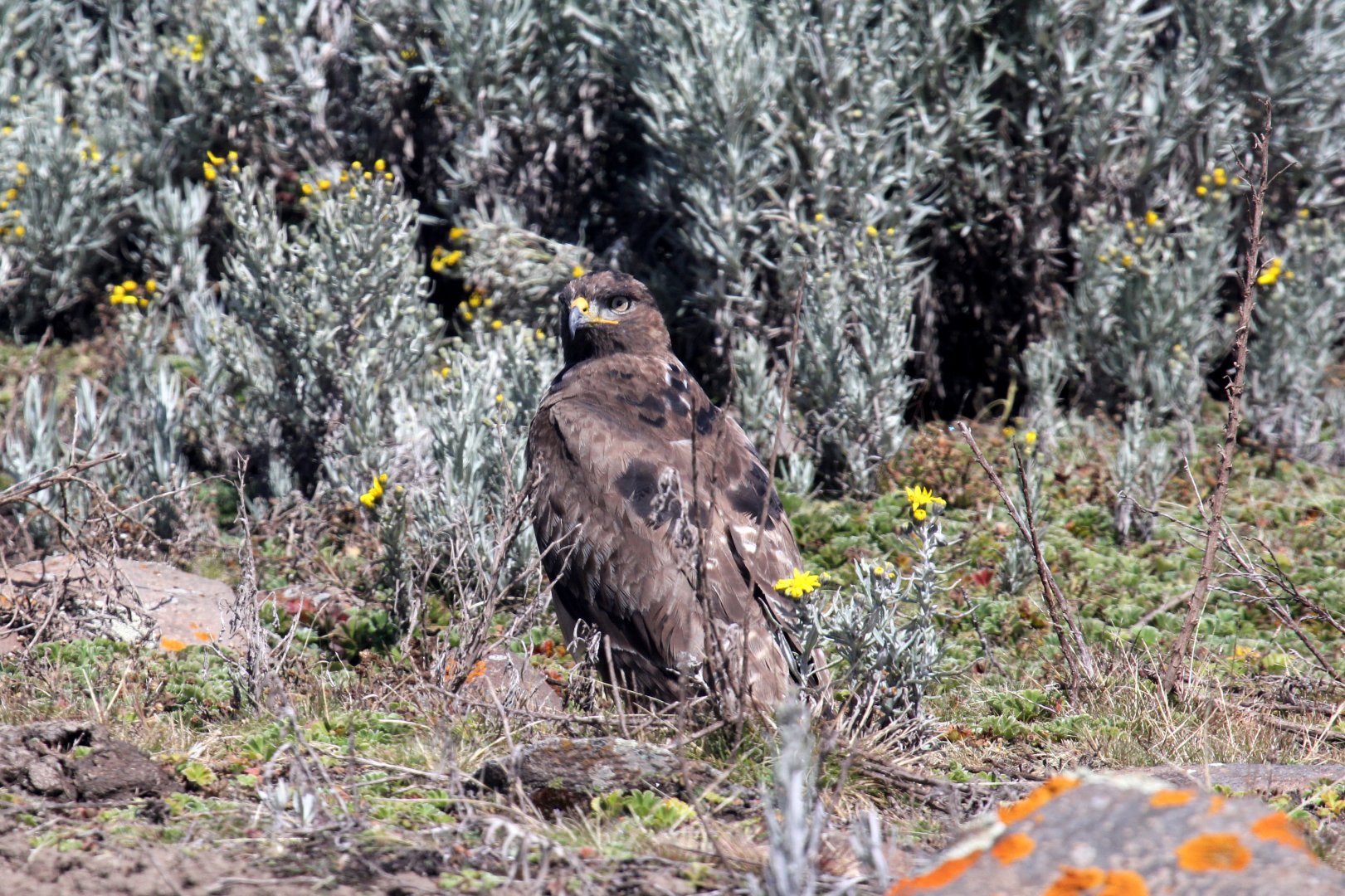 tawny eagle (Aquila rapax)