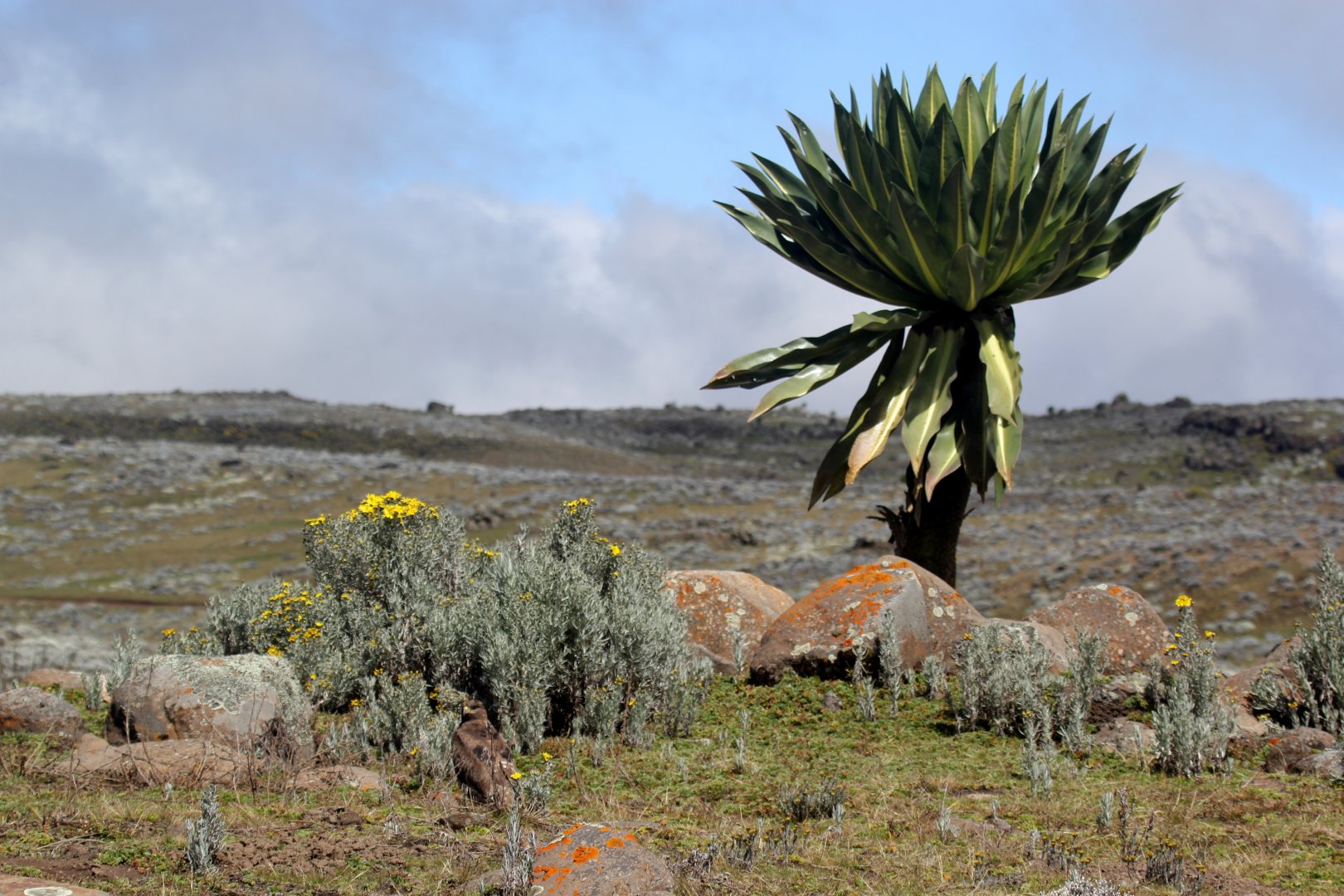 tawny eagle (Aquila rapax)
