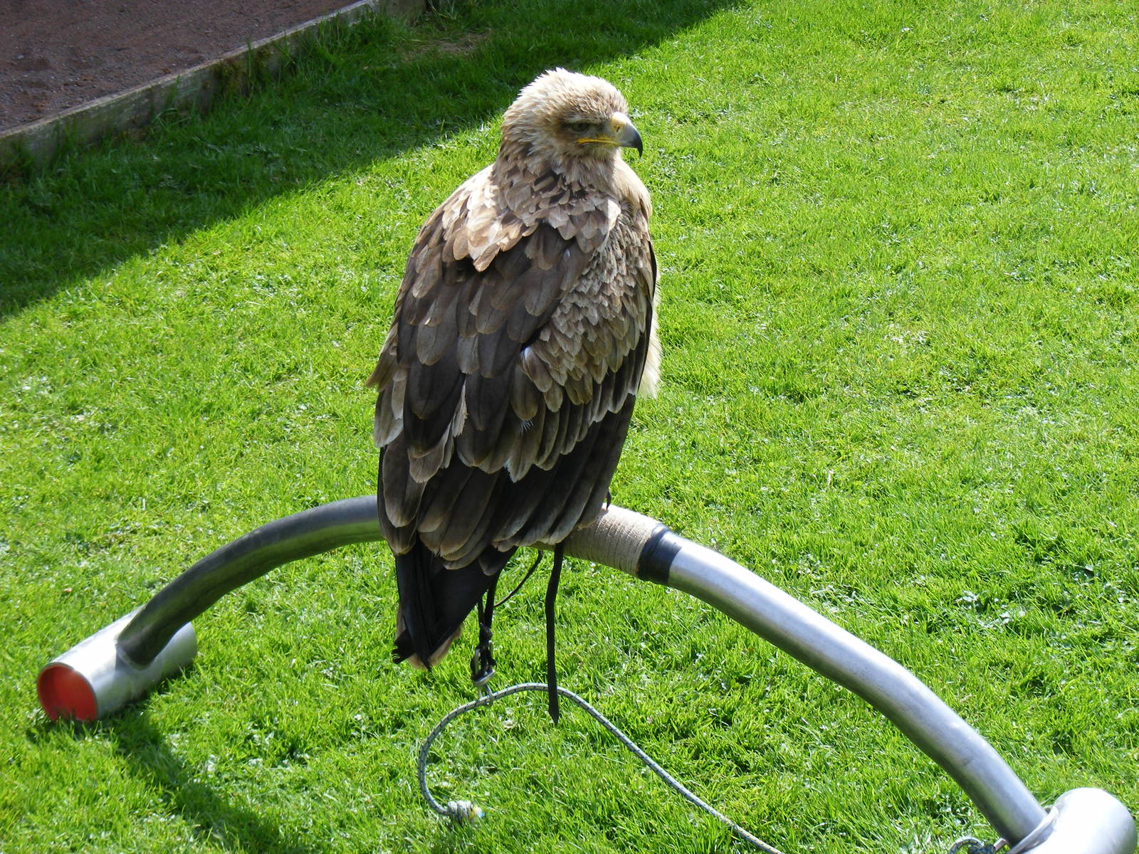 Tawny eagle at Trotters World of Animals, 15 May 2010