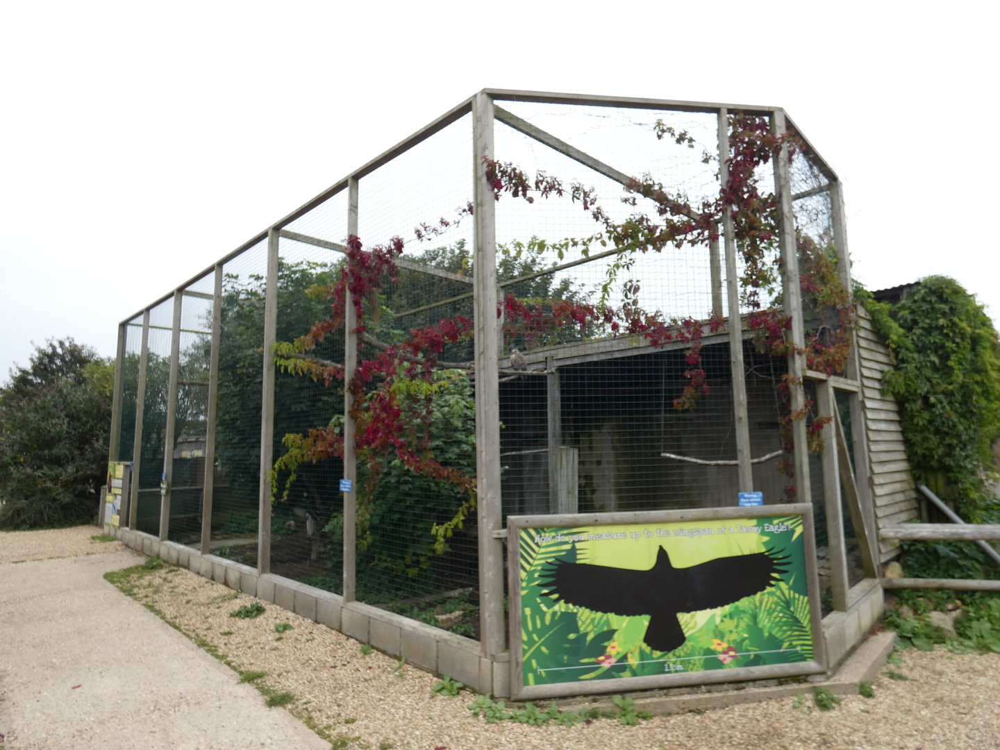 Tawny eagle aviary