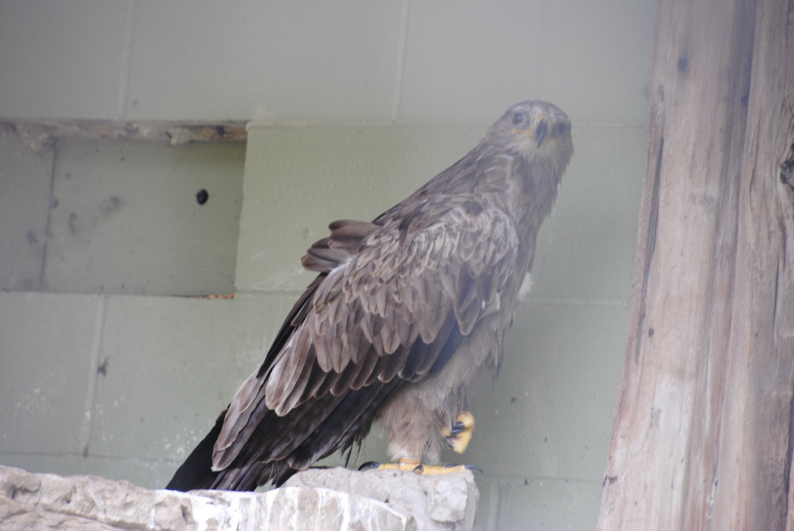 Tawny Eagle (birds of prey section)
