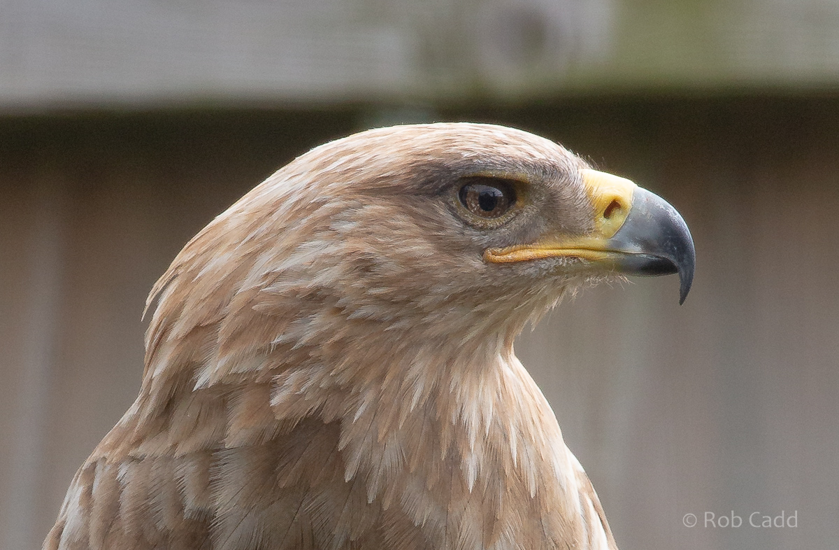 Tawny eagle : Cotswold Falconry Centre : 04 Sep 2020