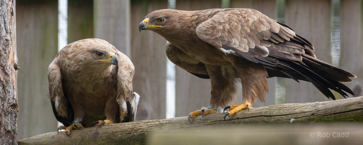 Tawny eagle : Cotswold Falconry Centre : 04 Sep 2020