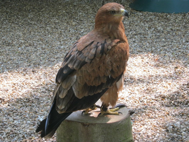 Tawny Eagle - Frodo
