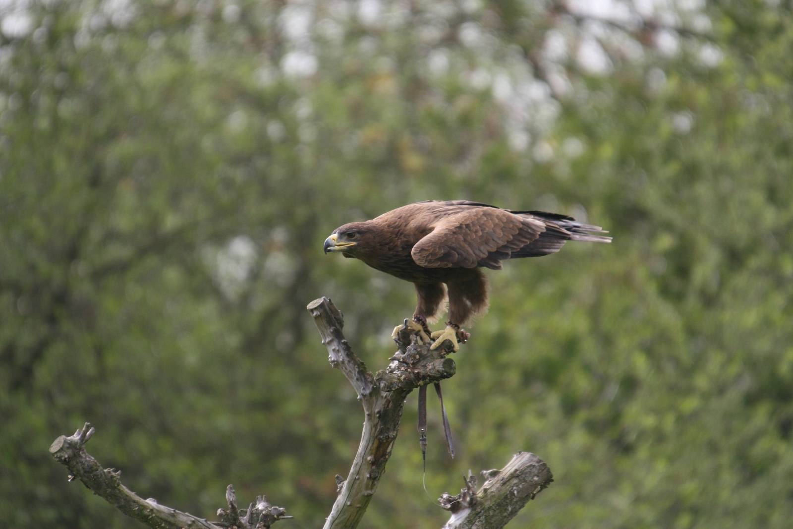 Tawny Eagle, Gauntlet 2008