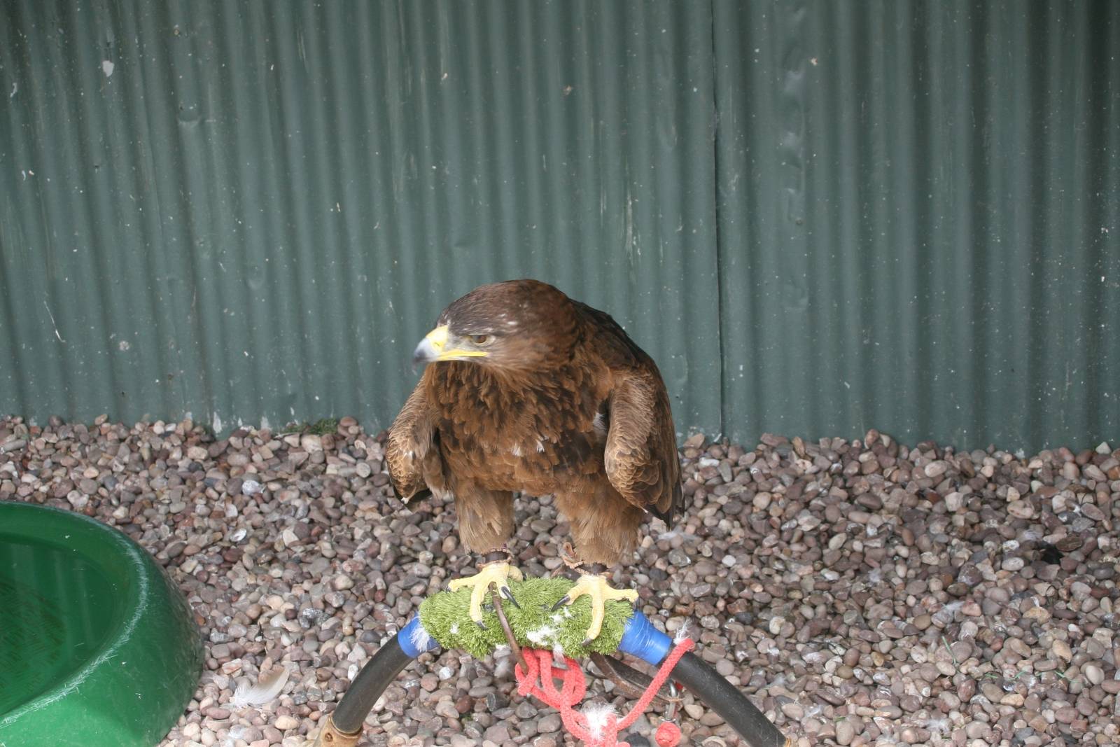 Tawny Eagle, Gauntlet 2008