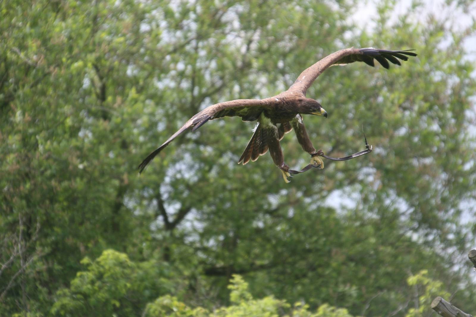 Tawny Eagle, Gauntlet 2008
