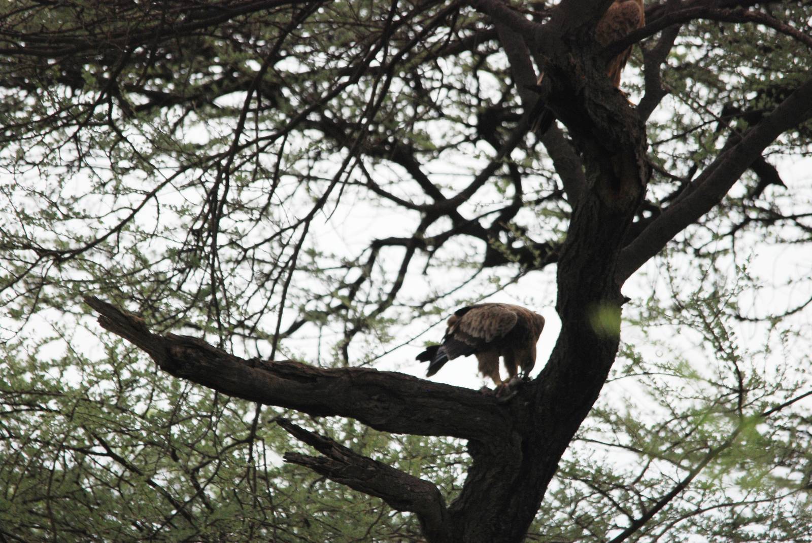Tawny Eagle in Awash NP, 12/10/14