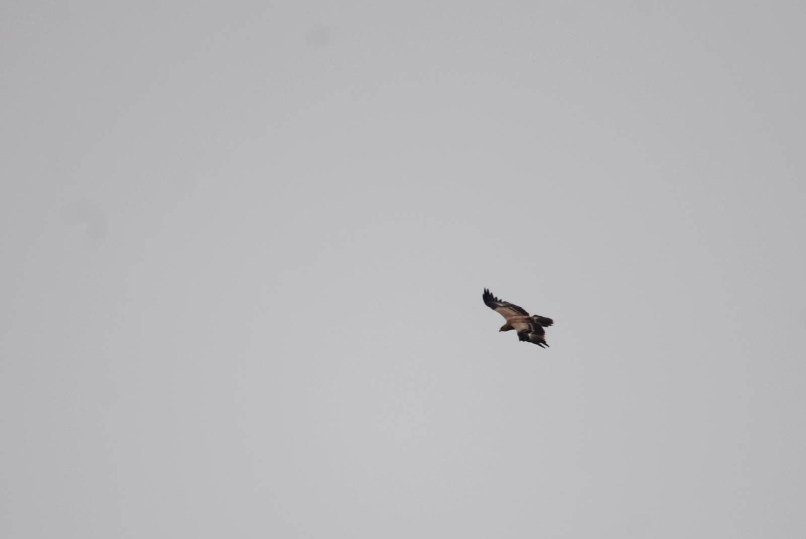 Tawny Eagle in Bale Mountains NP, 15/10/14