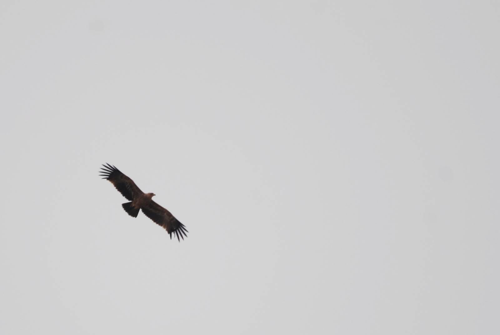 Tawny Eagle in Bale Mountains NP, 15/10/14