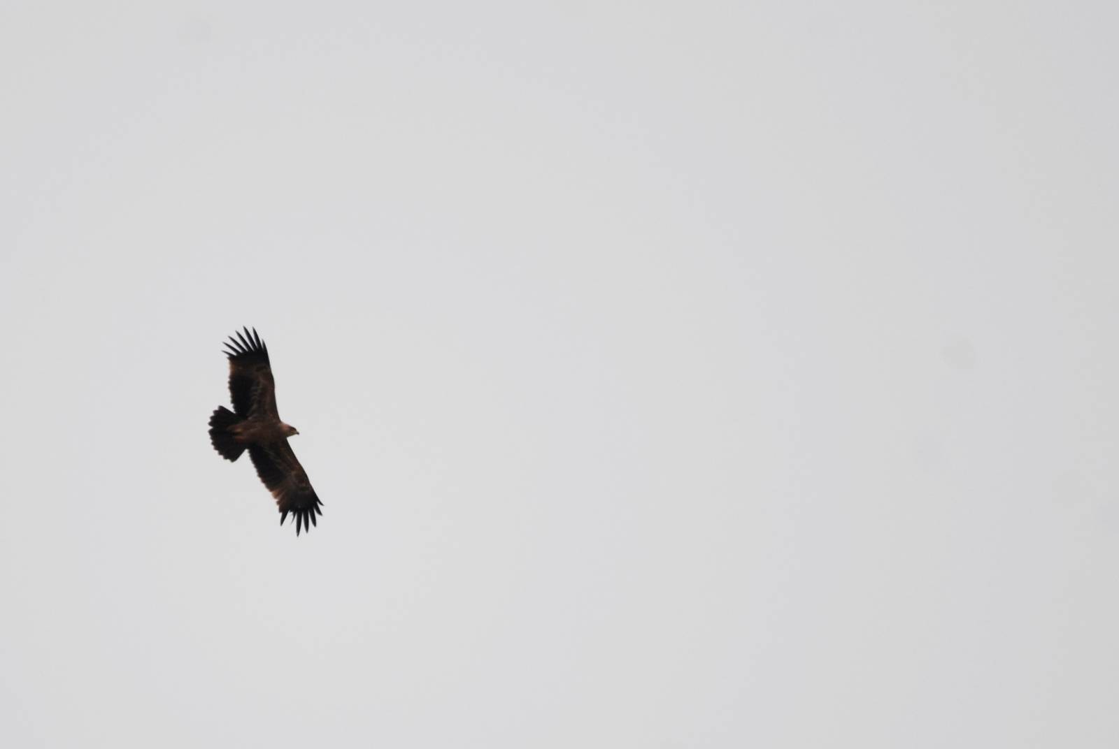 Tawny Eagle in Bale Mountains NP, 15/10/14