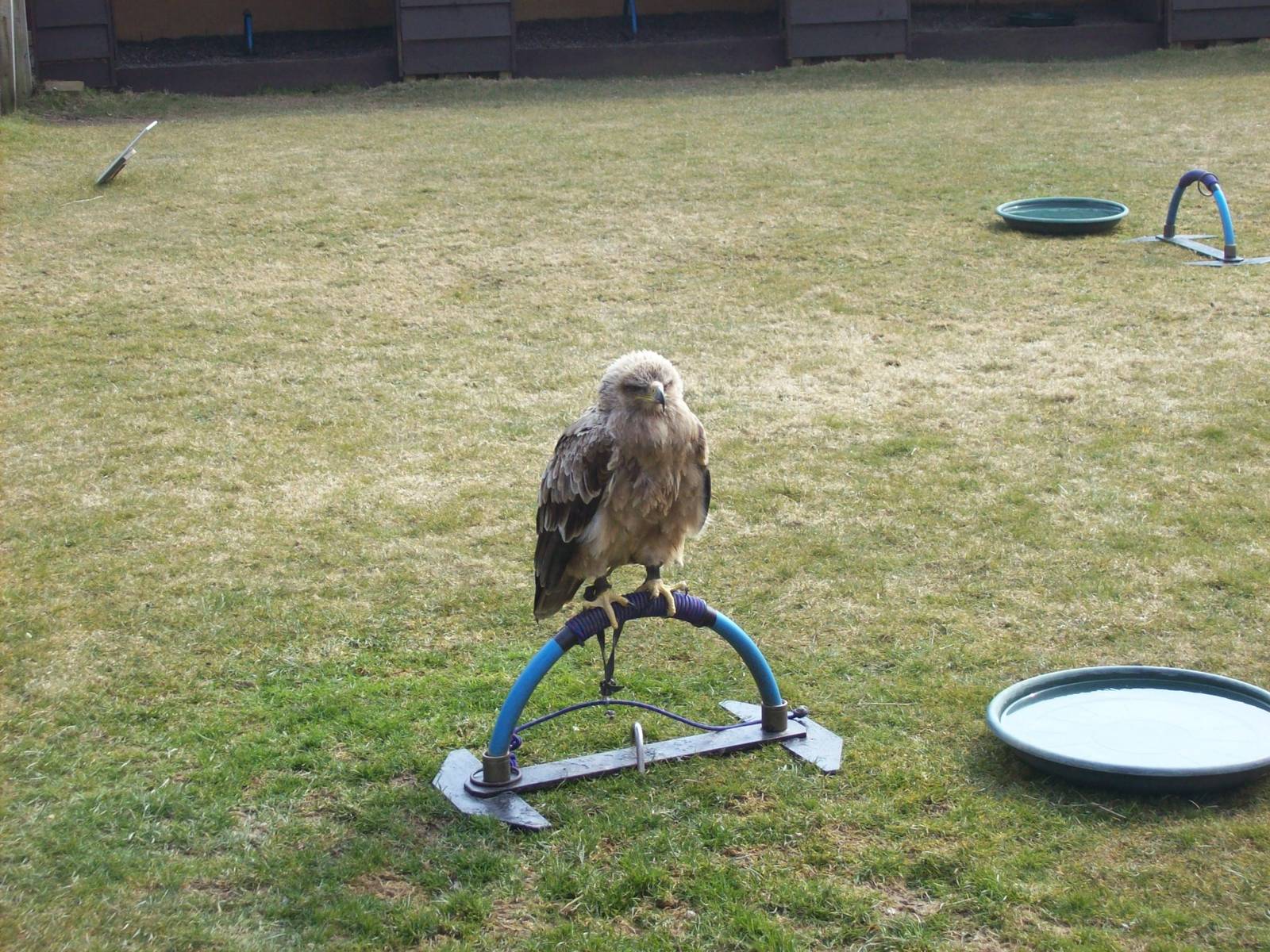 Tawny eagle in the birds of prey area