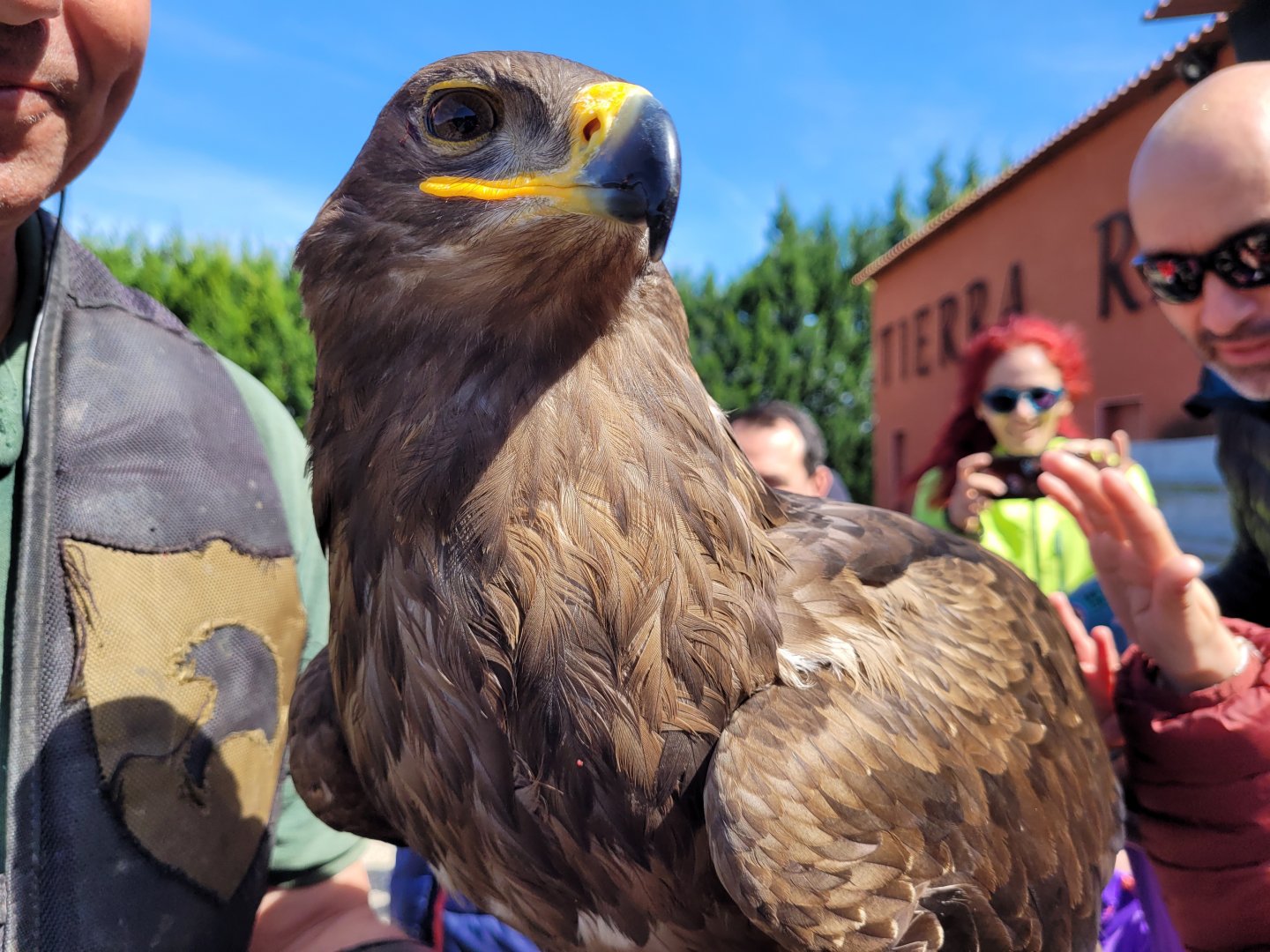 Tawny eagle -Tierra Rapaz (2024)