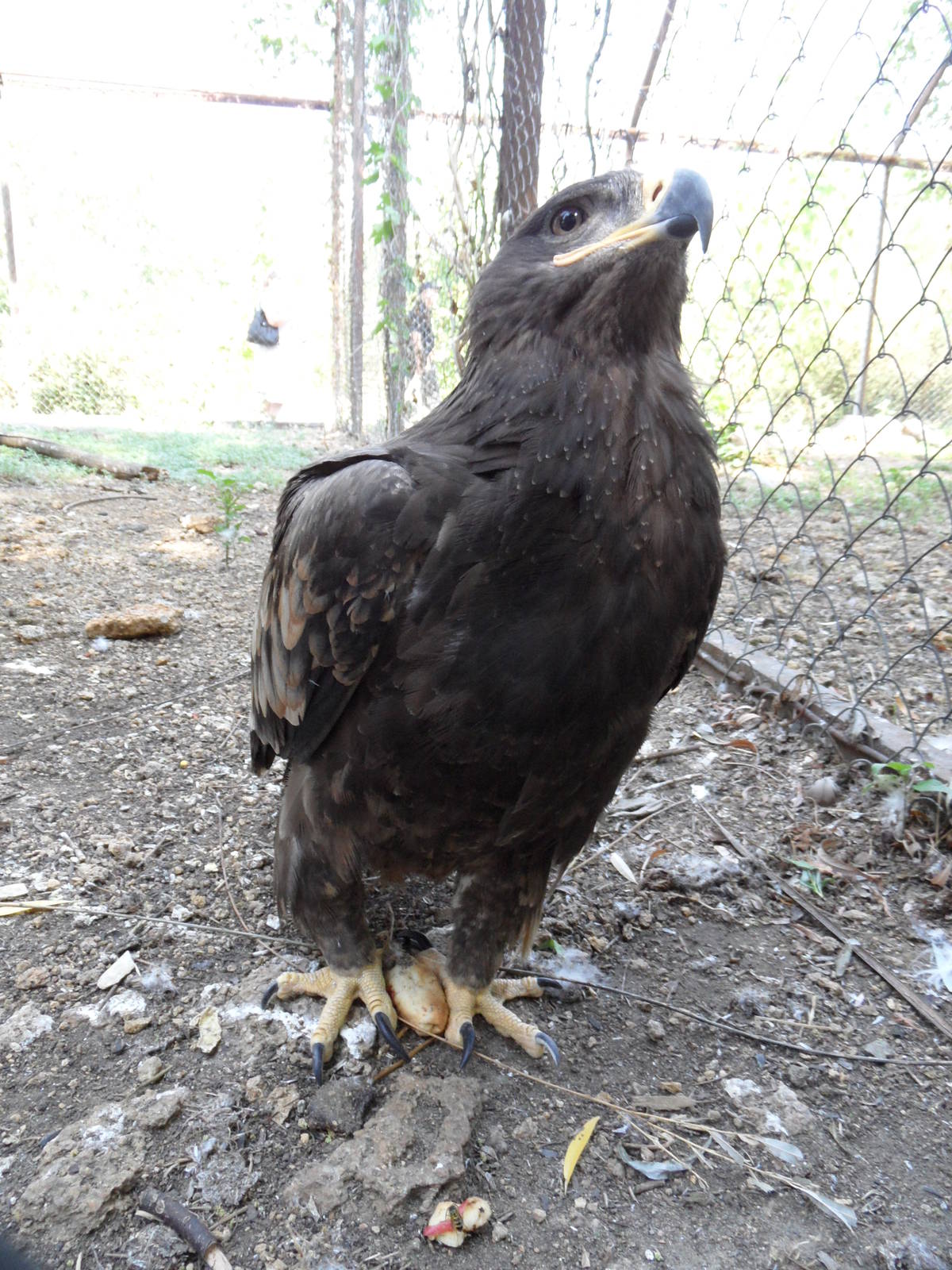 Tawny eagle with a piece of bread