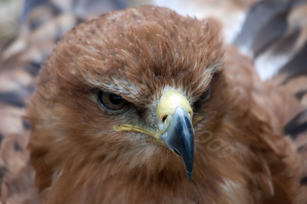 Tawny Eagle