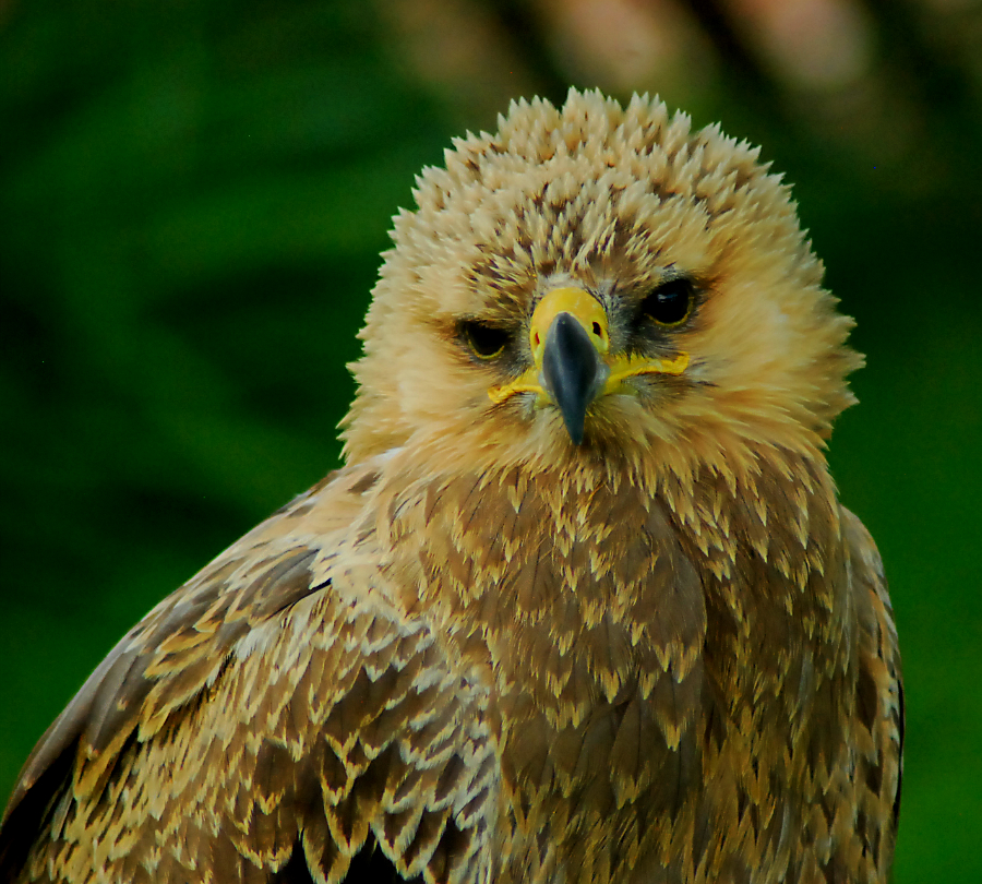 Tawny Eagle
