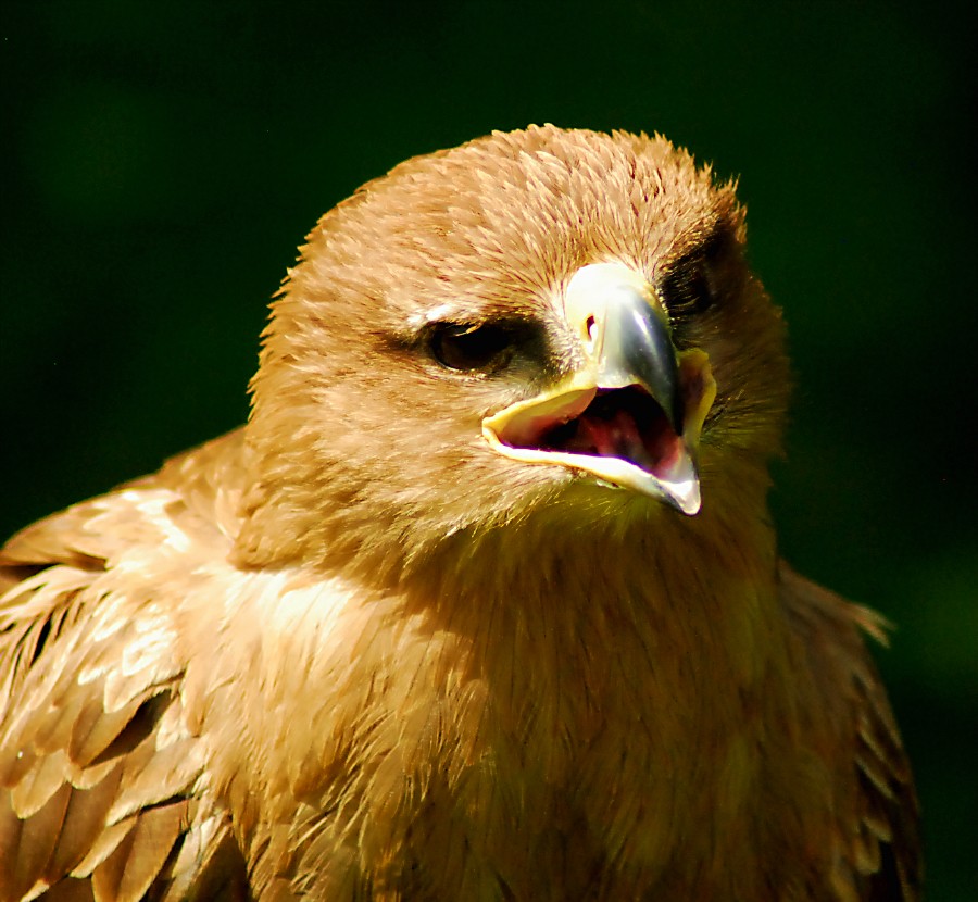 Tawny Eagle