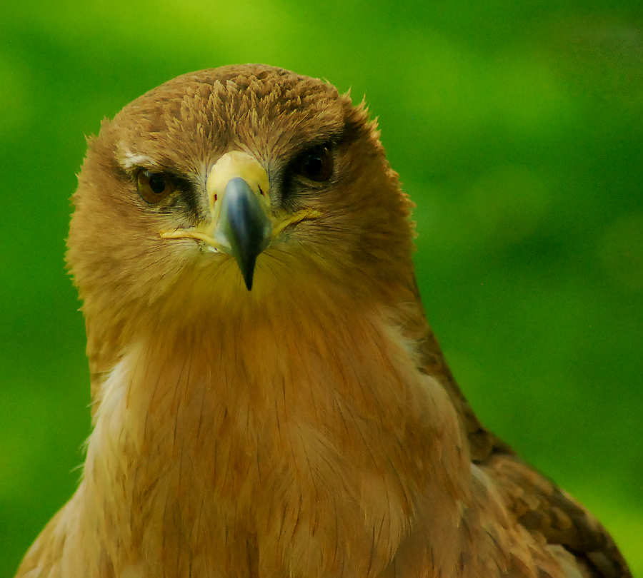 Tawny Eagle