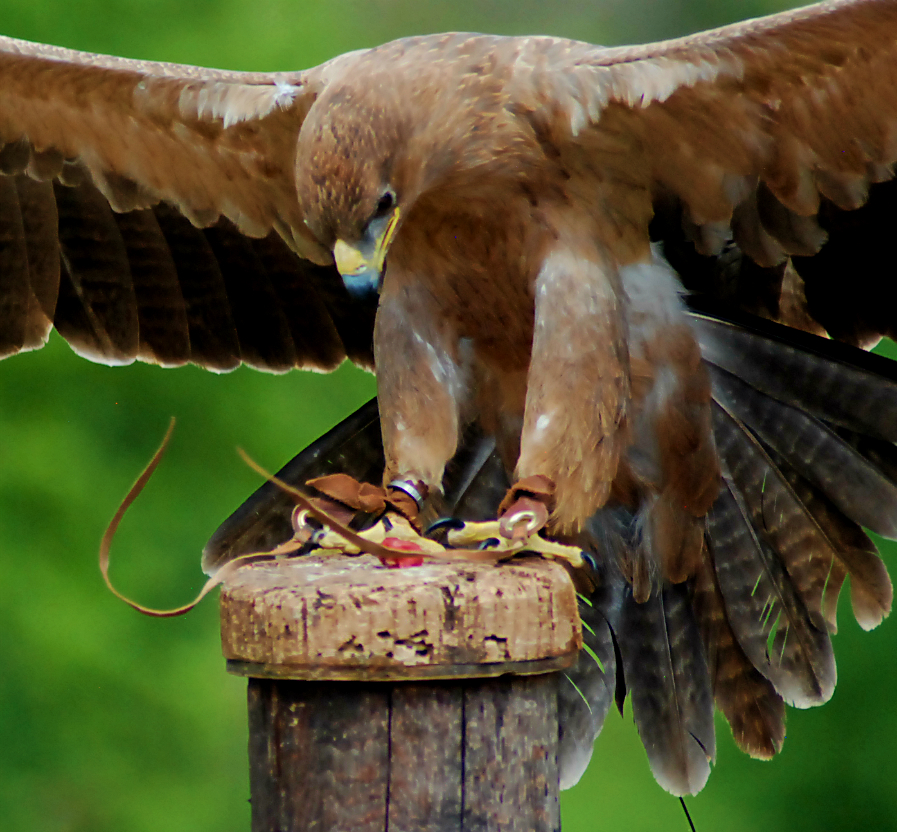 Tawny Eagle