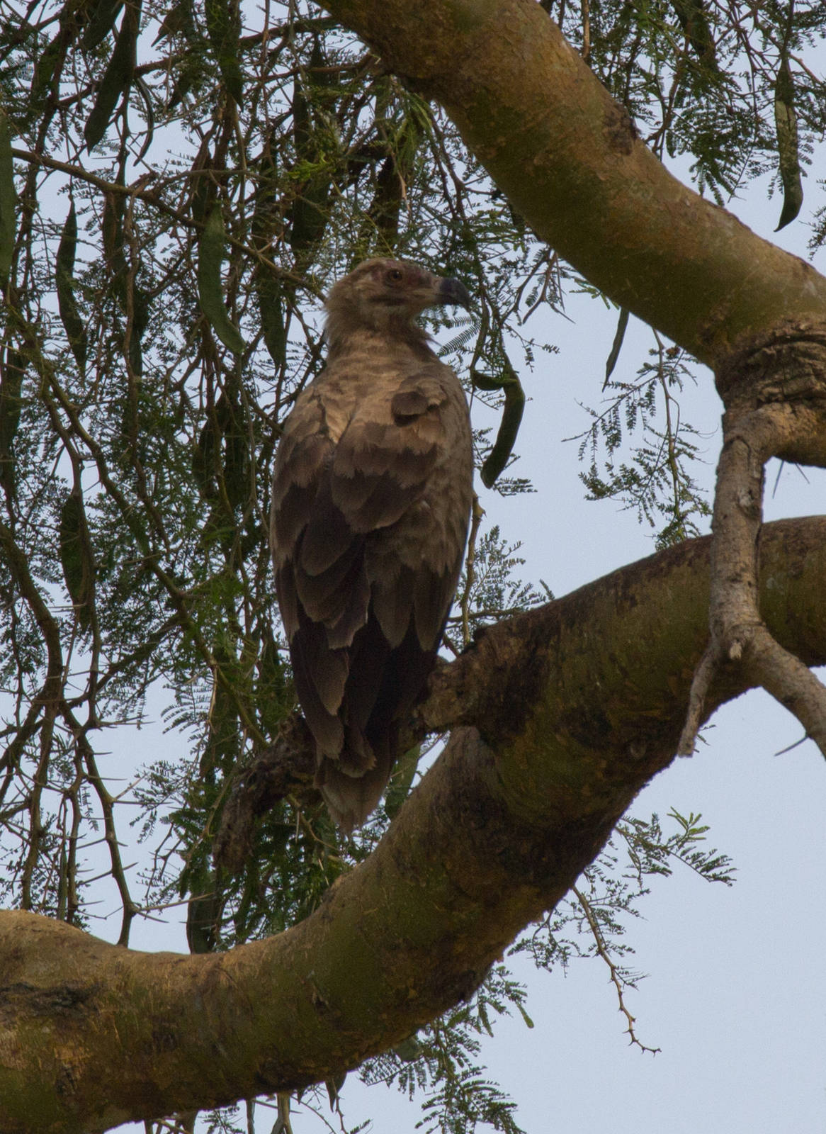 Tawny Eagle