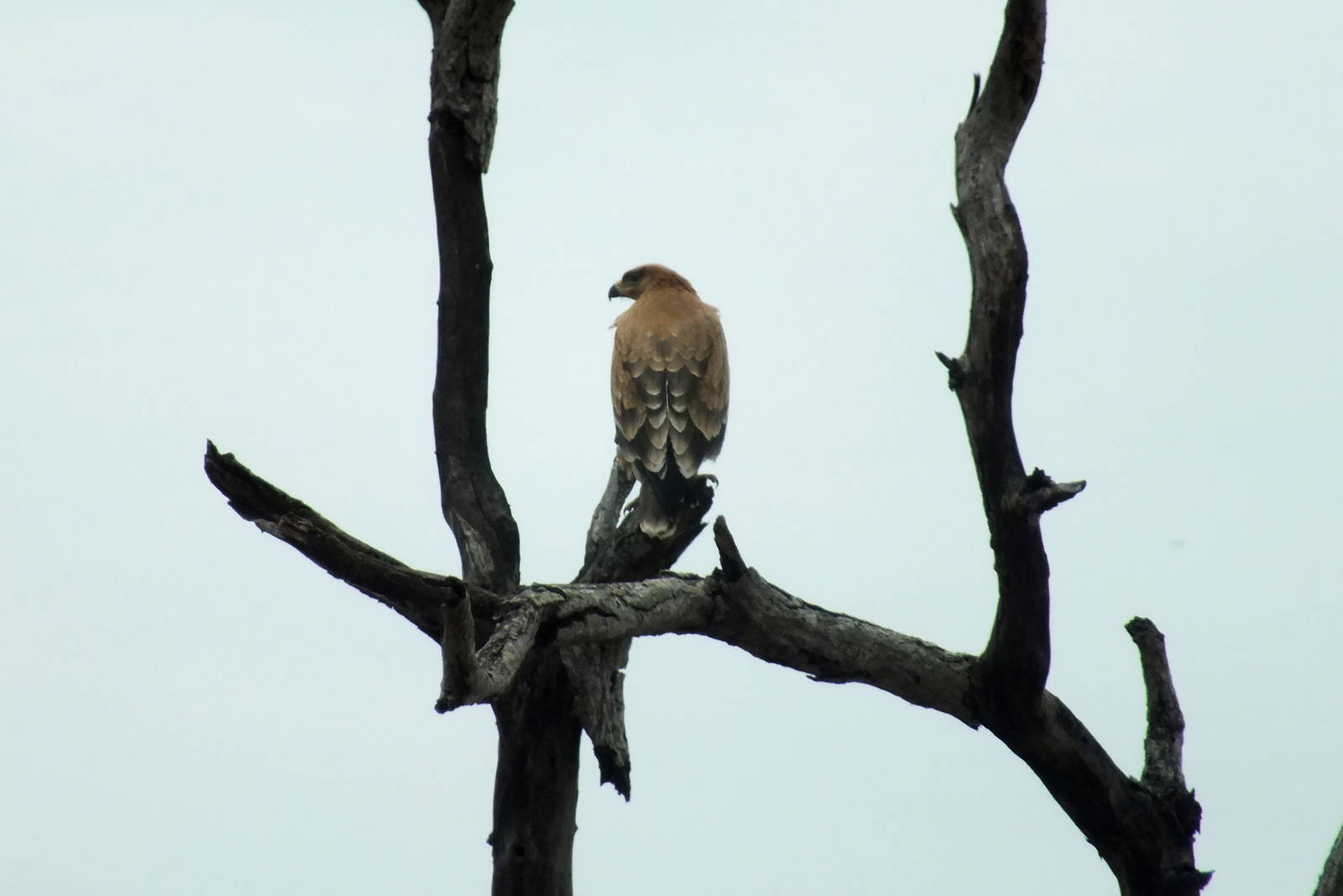 Tawny Eagle