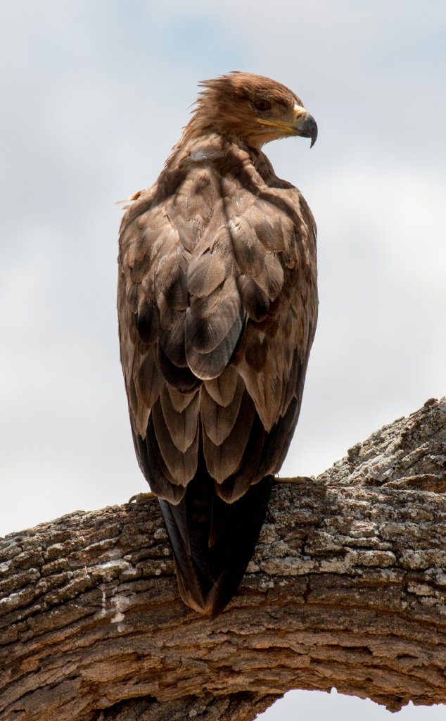 Tawny Eagle