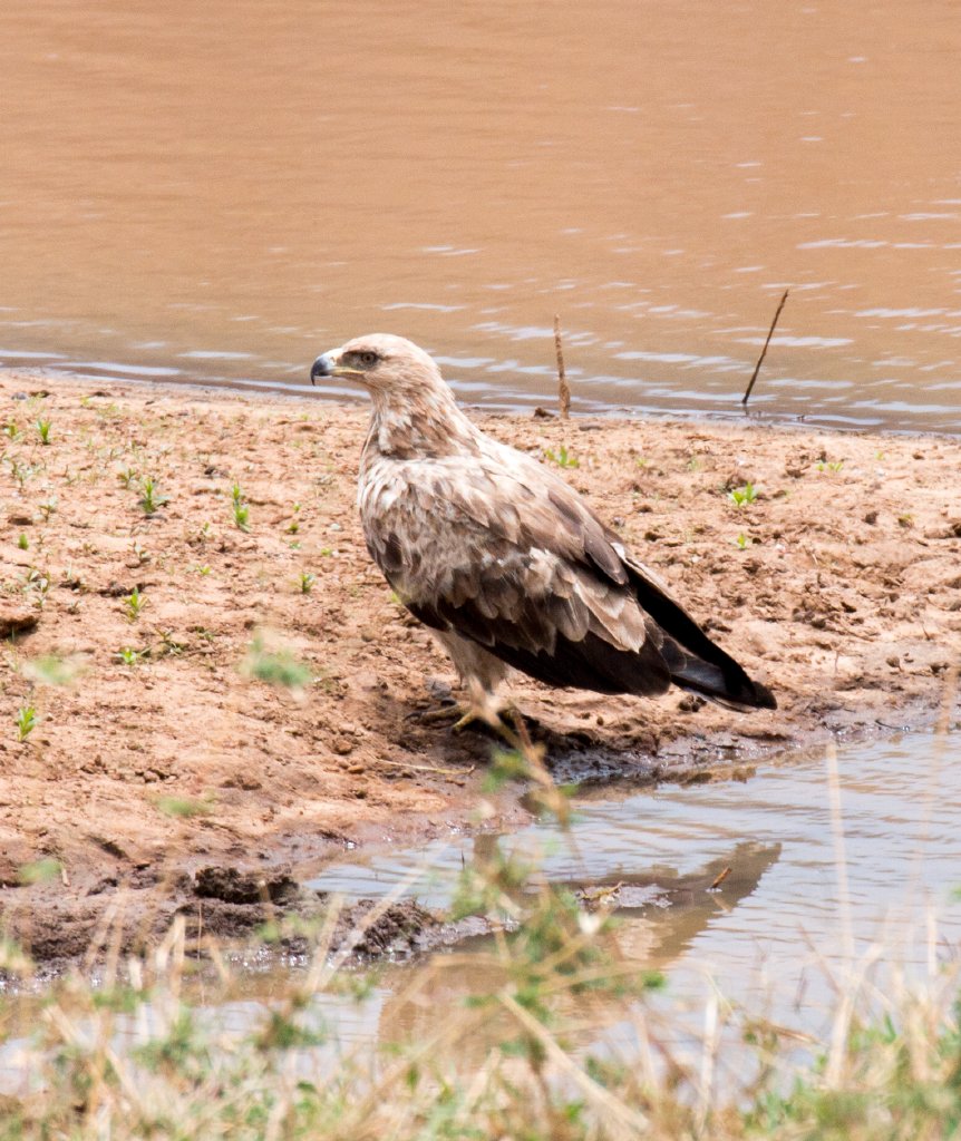 Tawny Eagle