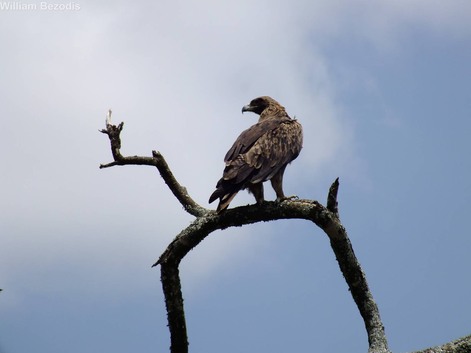Tawny Eagle